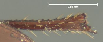 Media type: image;   Entomology 8100 Aspect: hind tibia